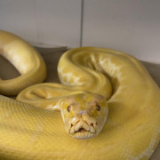 Cheddar The Python