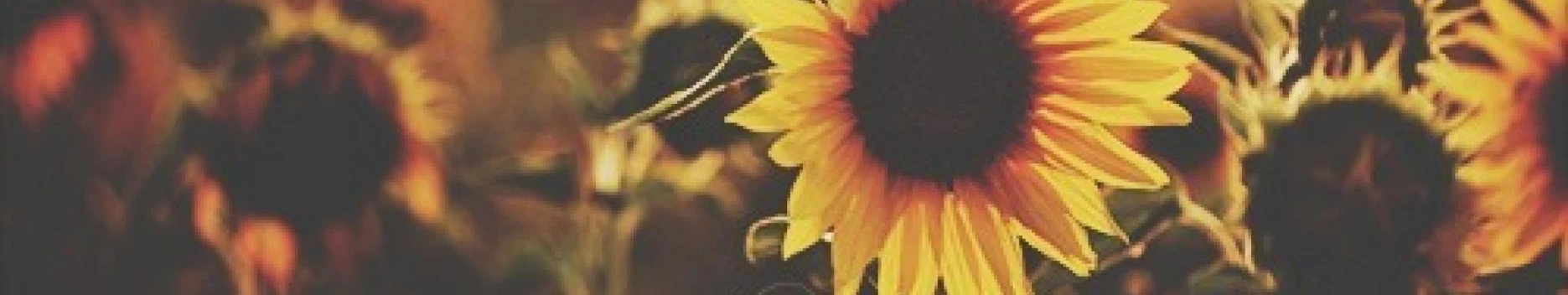 Background Daniella Reyes Background Daniella Reyes