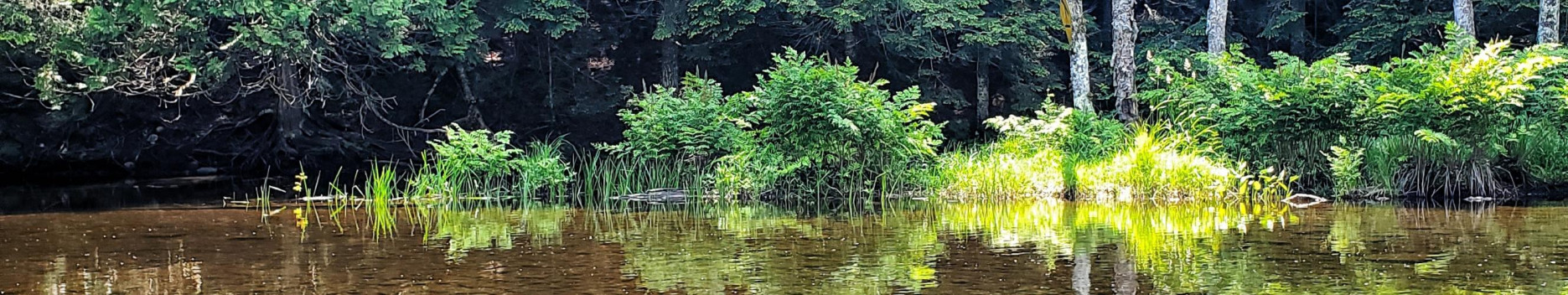 Background WoodLifeSex Background WoodLifeSex