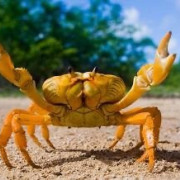 Leo The Crab ♋