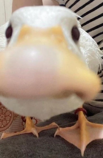 BDEgamer