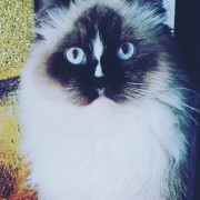 Pablo the Ragdoll