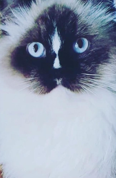 Pablo the Ragdoll