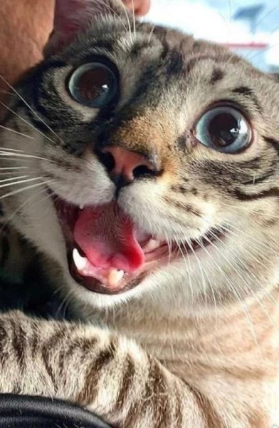 THE CAT’S MEOW