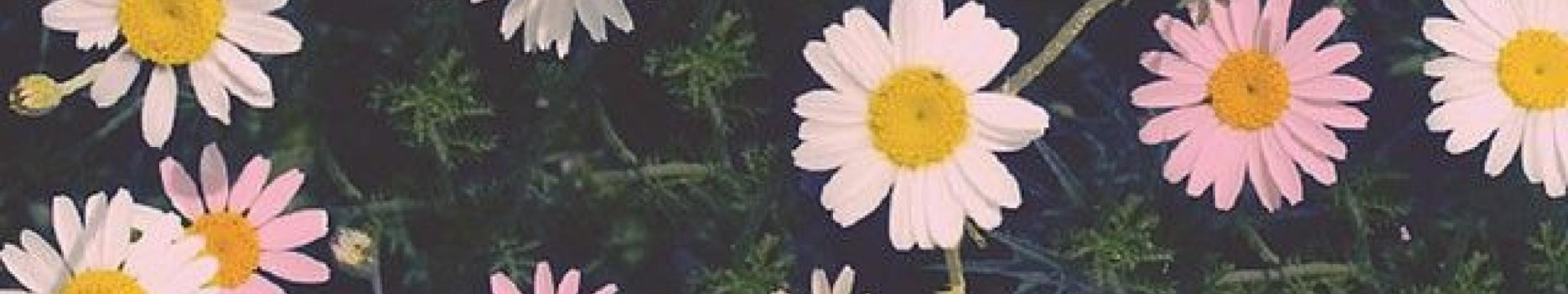 Background Daisy Raee