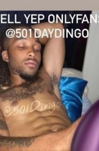 501DayDingo