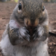 NormaTheSquirrel