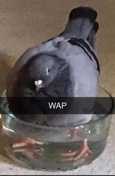 WAP