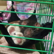 Mr.Fufu Duduch &amp; Mr.Churchill (rats)